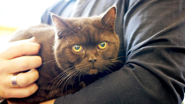 Evento-gatti-di-razza-Capoterra 2019-MIAbau-Toelettatura