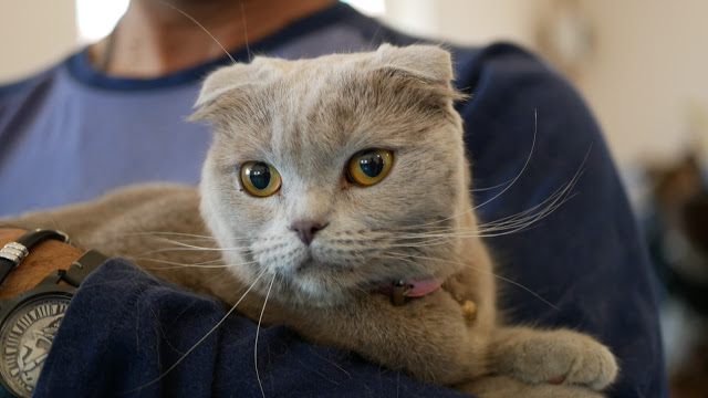 Evento-gatti-di-razza-Capoterra 2019-MIAbau-Toelettatura