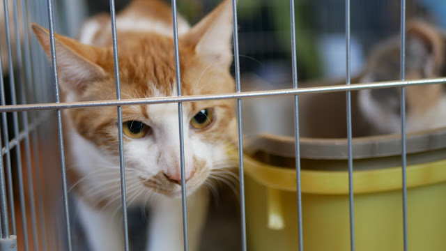 Evento-gatti-di-razza-Capoterra 2019-MIAbau-Toelettatura