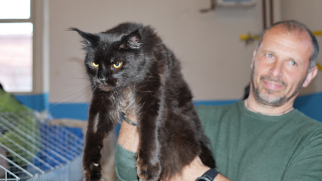 Evento-gatti-di-razza-Capoterra 2019-MIAbau-Toelettatura