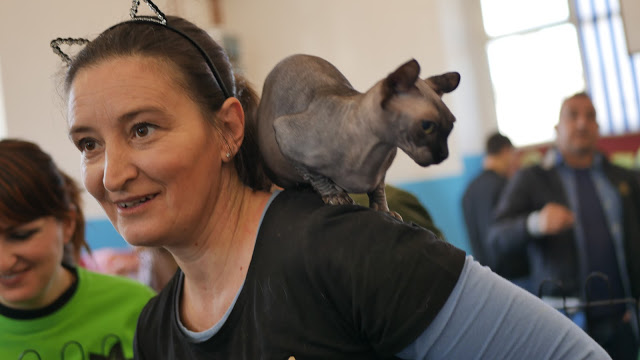 Evento-gatti-di-razza-Capoterra 2019-MIAbau-Toelettatura