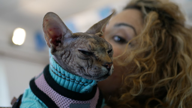 Evento-gatti-di-razza-Capoterra 2019-MIAbau-Toelettatura