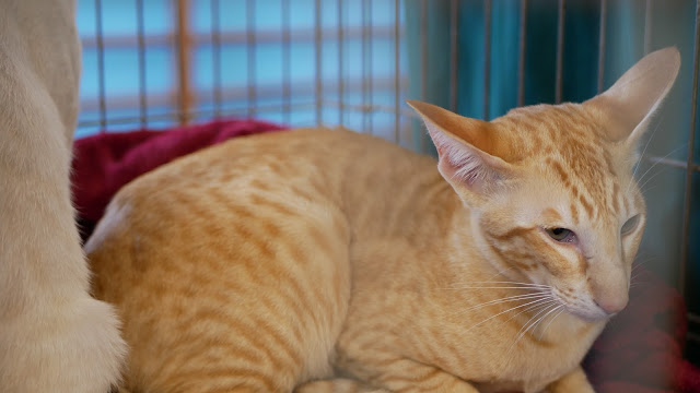 Evento-gatti-di-razza-Capoterra 2019-MIAbau-Toelettatura