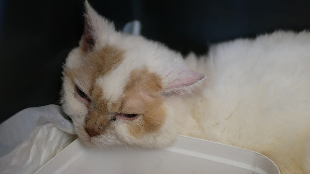 Evento-gatti-di-razza-Capoterra 2019-MIAbau-Toelettatura