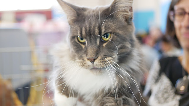 Evento-gatti-di-razza-Capoterra 2019-MIAbau-Toelettatura