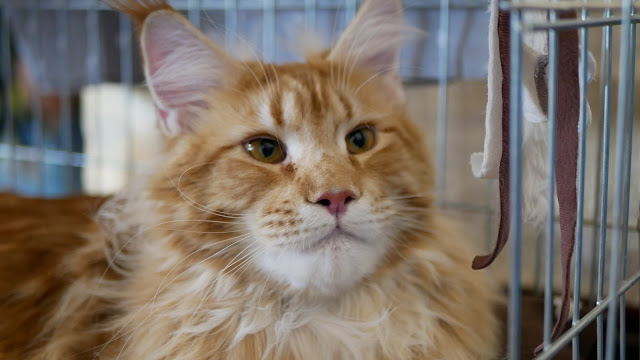 Evento-gatti-di-razza-Capoterra 2019-MIAbau-Toelettatura