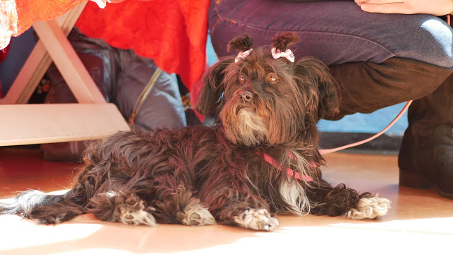 Evento-gatti-di-razza-Capoterra 2019-MIAbau-Toelettatura