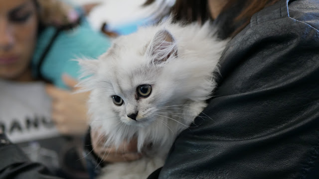 Evento-gatti-di-razza-Capoterra 2019-MIAbau-Toelettatura