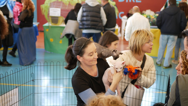 Evento-gatti-di-razza-Capoterra 2019-MIAbau-Toelettatura