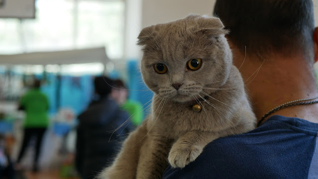 Evento-gatti-di-razza-Capoterra-2019-MIAbau-Toelettatura