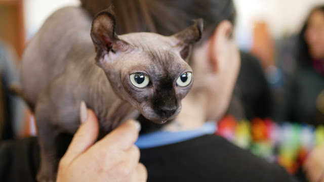 Evento-gatti-di-razza-Capoterra 2019-MIAbau-Toelettatura