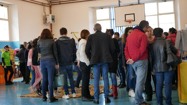 Evento-gatti-di-razza-Capoterra 2019-MIAbau-Toelettatura