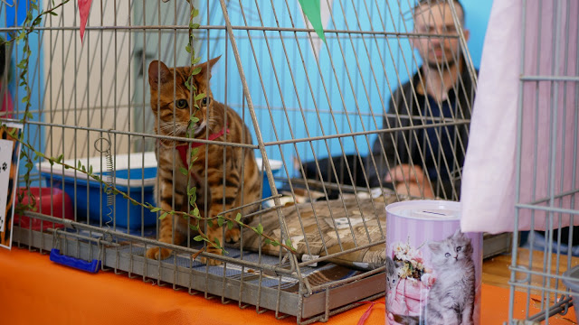 Evento-gatti-di-razza-Capoterra 2019-MIAbau-Toelettatura