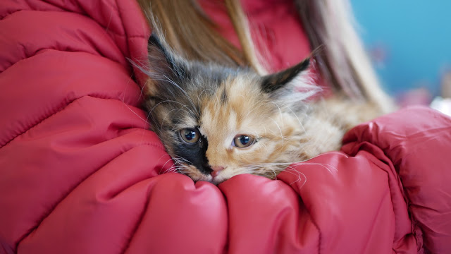 Evento-gatti-di-razza-Capoterra 2019-MIAbau-Toelettatura