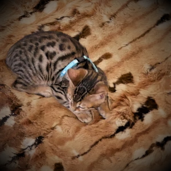 Evento-gatti-di-razza-Capoterra 2019-MIAbau-Toelettatura