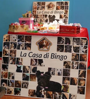 Evento-gatti-di-razza-Capoterra 2019-MIAbau-Toelettatura