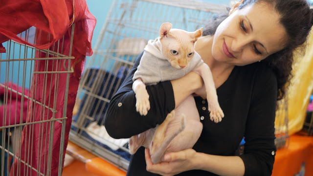 Evento-gatti-di-razza-Capoterra 2019-MIAbau-Toelettatura