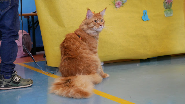 Evento-gatti-di-razza-Capoterra 2019-MIAbau-Toelettatura