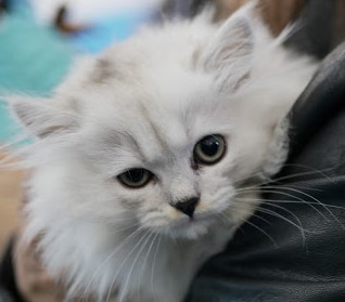 MIAbau-Toelettatura-rassegna-gatti-di-razza