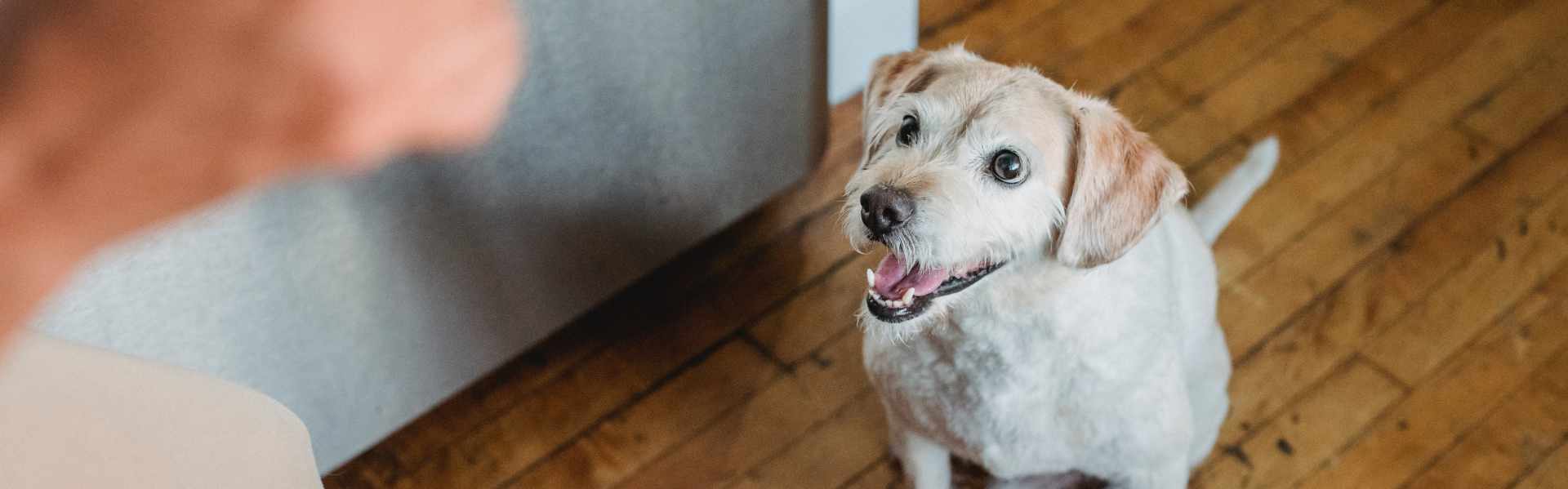 servizi-miabau-toelettatura