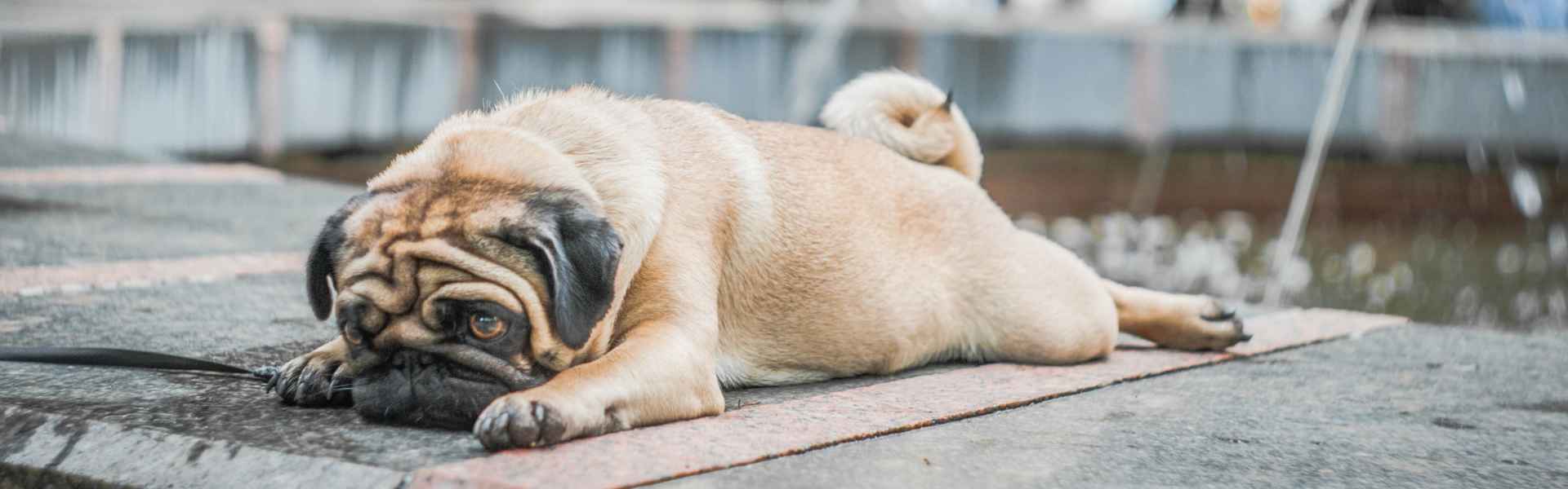 miabau-toelettatura-contatti