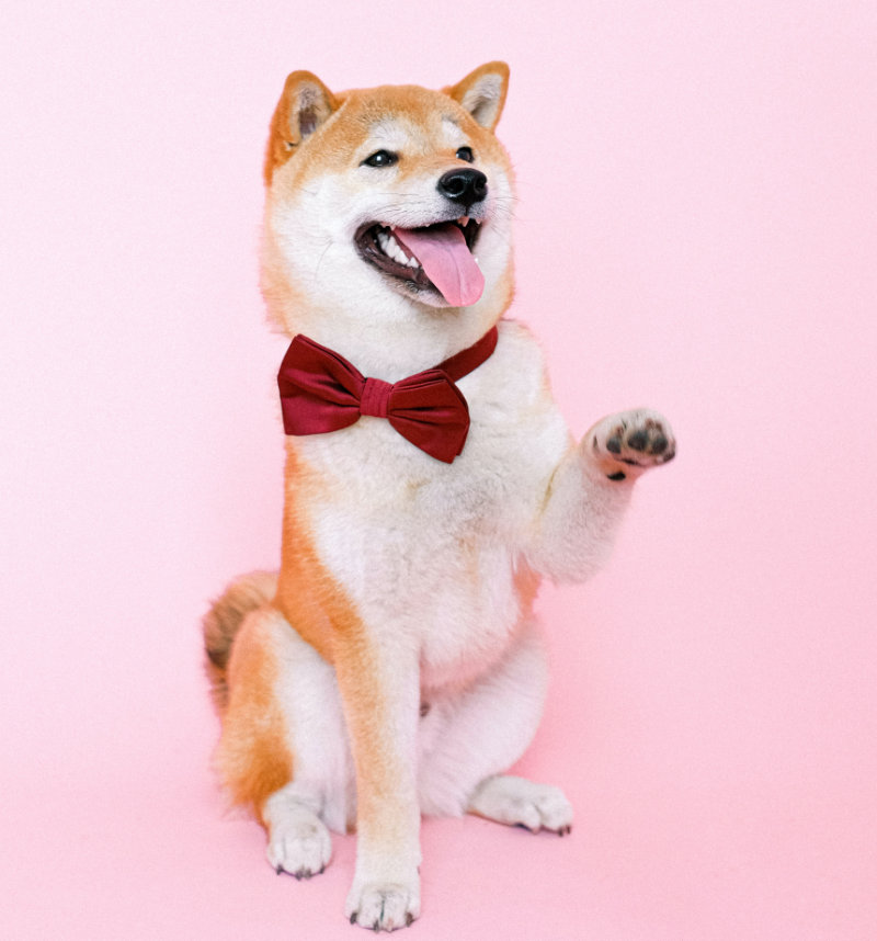 toelettatura-per-cani